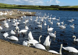 4010.swannery abbotsbury 209